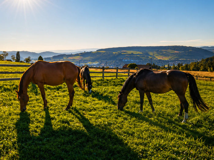 Zwei Pferde grasen auf grüner Weide mit Blick über die Hügellandschaft im Emmental bei sonnigem Wetter