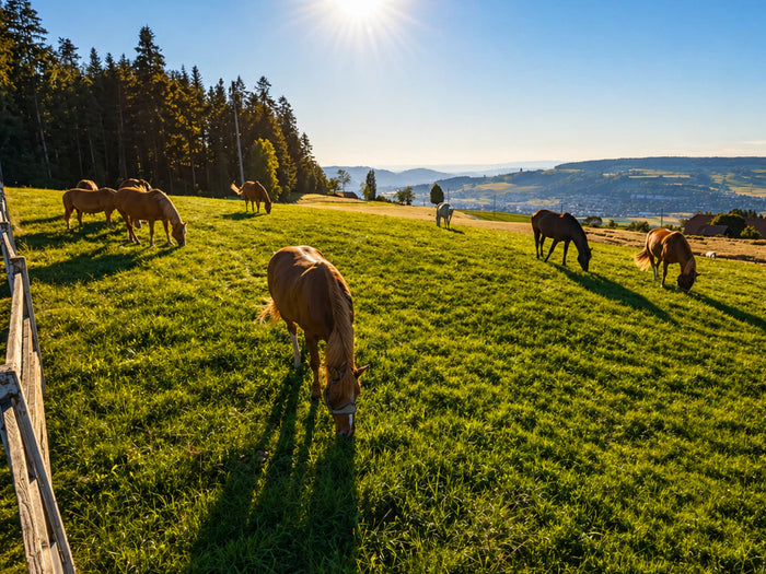 Mehrere Pferde grasen frei auf weitläufiger Weide mit Zaun und Aussicht über das Emmental bei klarem Himmel